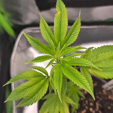 Super Lemon Haze growlog photo: Beschädigung durch vermutlich Überdüngung. Erde gestern gespüht. Neue Blätter sehen gut aus und der wachstum normalisiert sich.