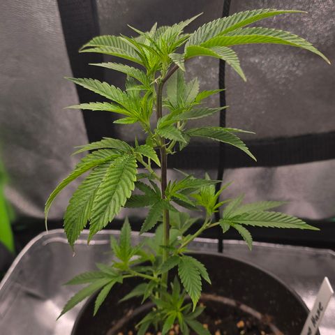 Super Lemon Haze growlog timeline photo