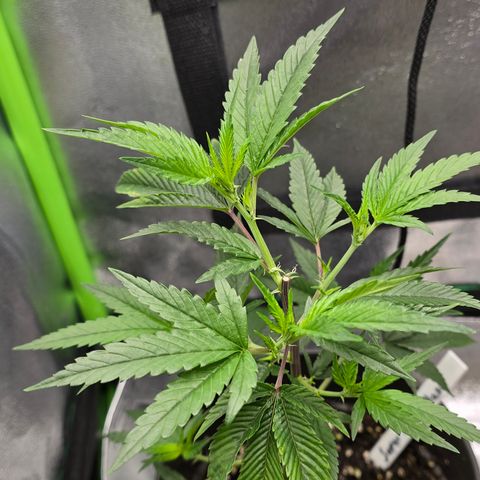Super Lemon Haze growlog timeline photo