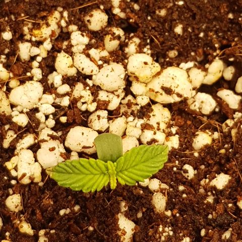 S.A.D. Sweet Afgani Delicious Auto growlog photo: Pointe des feuilles décolorée 