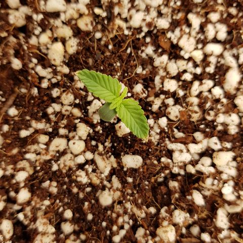 S.A.D. Sweet Afgani Delicious Auto growlog photo: Decoloration s'arrête après diminution de l'EC et éloignement des LED