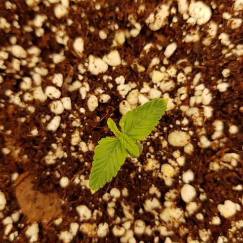 S.A.D. Sweet Afgani Delicious Auto growlog photo: EC out reste à 450/500 malgré diminution EC in @150 et 2 arrosages/jour