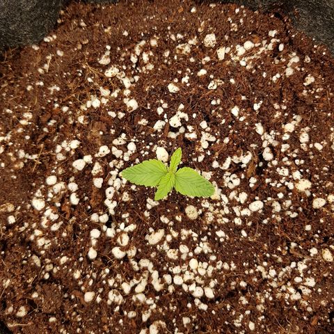 S.A.D. Sweet Afgani Delicious Auto growlog photo: EC out @ 370