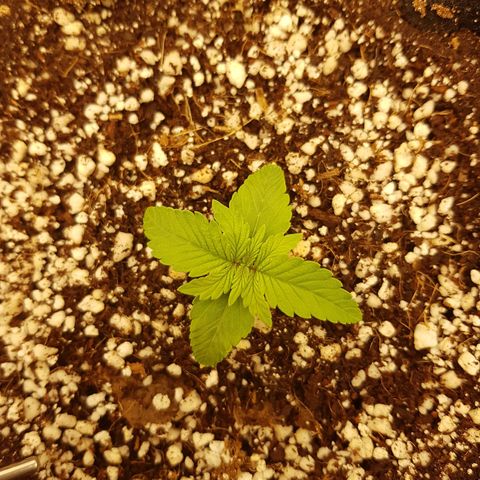 S.A.D. Sweet Afgani Delicious Auto growlog photo: Normal growth / EC out stays at 350