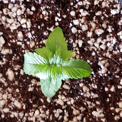 S.A.D. Sweet Afgani Delicious Auto growlog timeline photo