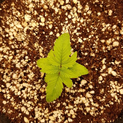 S.A.D. Sweet Afgani Delicious Auto growlog photo: Raised EC in @ 400 (0.5ml/800ml)