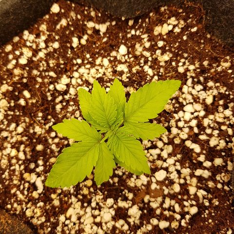 S.A.D. Sweet Afgani Delicious Auto growlog photo: Raised EC in @ 530. Ph 5.5 