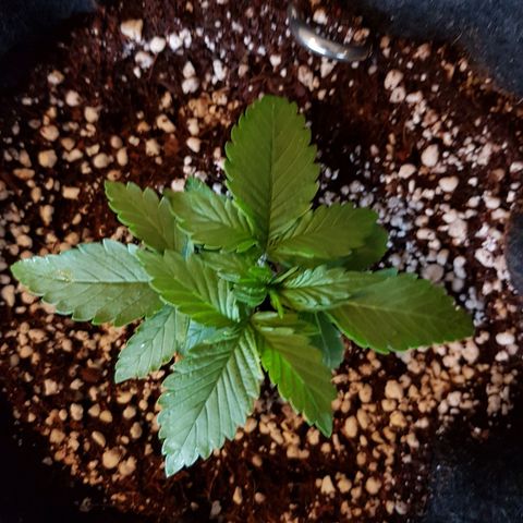 S.A.D. Sweet Afgani Delicious Auto growlog photo: EC in @ 730