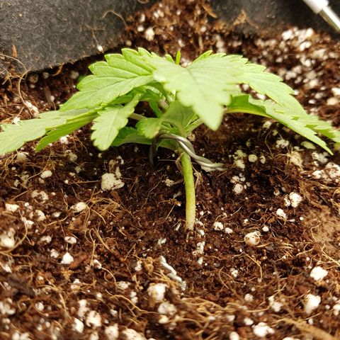 S.A.D. Sweet Afgani Delicious Auto growlog photo: Début de LST, léger jaunissement en bordure de 2 feuilles