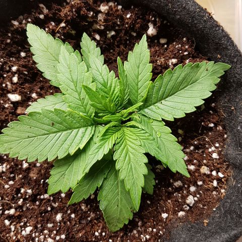S.A.D. Sweet Afgani Delicious Auto growlog timeline photo