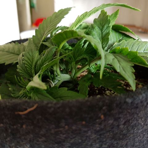 S.A.D. Sweet Afgani Delicious Auto growlog photo: EC in @ 1000, no issue 
