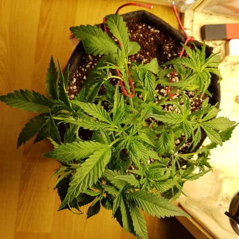 S.A.D. Sweet Afgani Delicious Auto growlog photo: Big defoliation + thing up other branches. EC raised to 1200