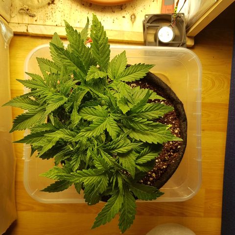 S.A.D. Sweet Afgani Delicious Auto growlog timeline photo