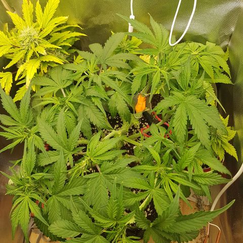 S.A.D. Sweet Afgani Delicious Auto growlog photo: Defoliated again, broke main stem during LST