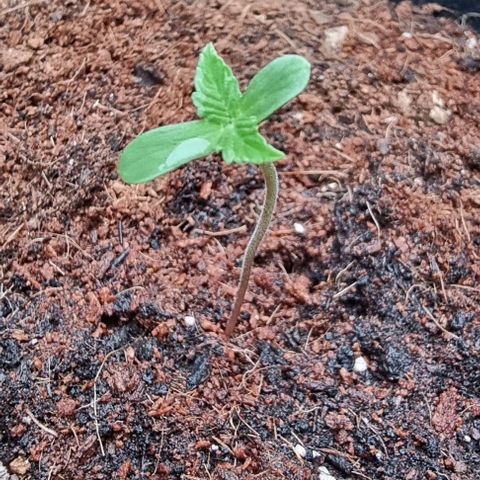 Titan growlog timeline photo