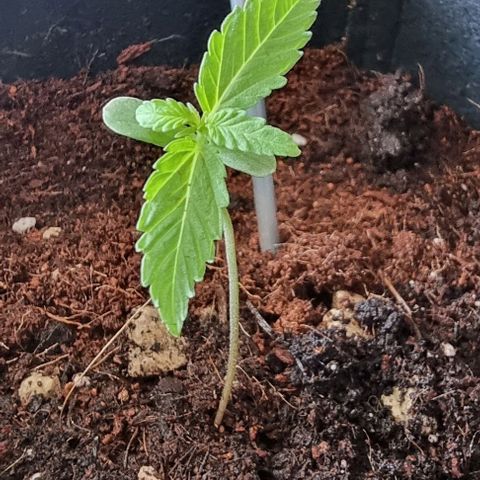 Titan growlog timeline photo