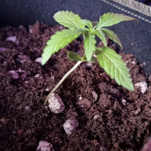 Titan growlog timeline photo