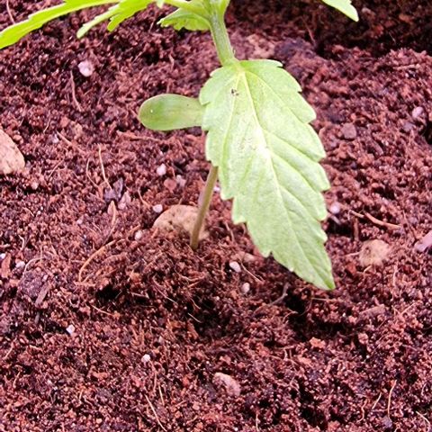 Titan growlog timeline photo