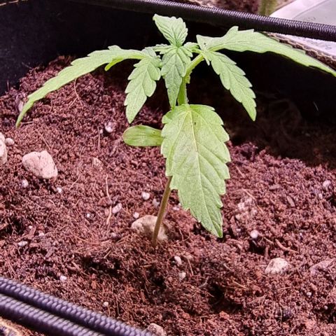 Titan growlog timeline photo