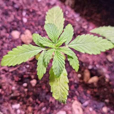 Titan growlog timeline photo