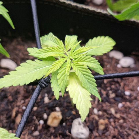 Titan growlog timeline photo