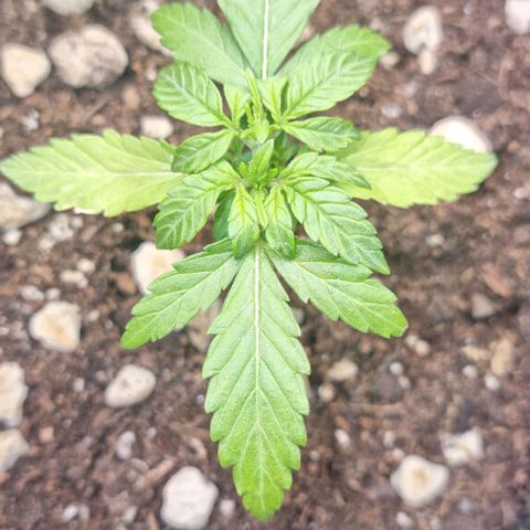 Titan growlog timeline photo