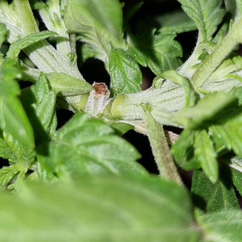 Titan growlog photo: ripped stem whilst trying lst