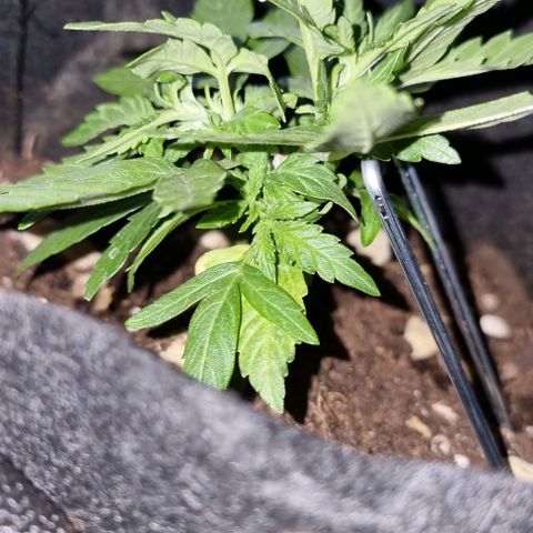 Titan growlog timeline photo