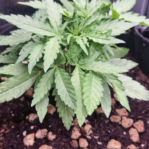 Titan growlog timeline photo