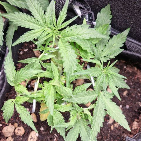 Titan growlog timeline photo