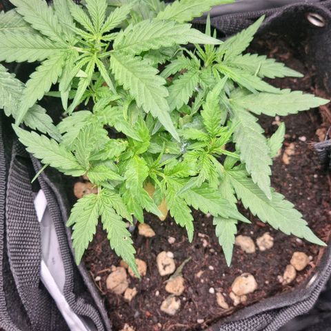 Titan growlog timeline photo