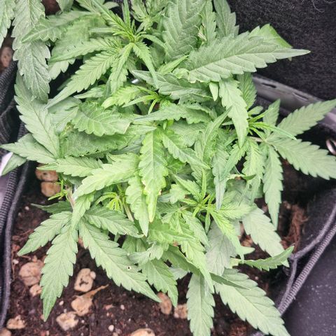 Titan growlog timeline photo