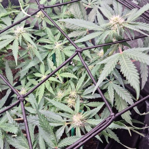 Titan growlog timeline photo