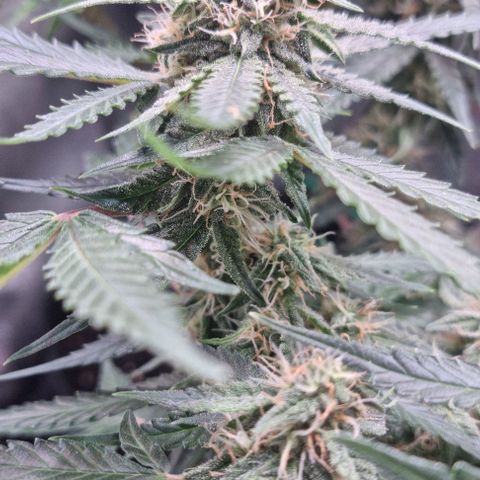 Titan growlog timeline photo