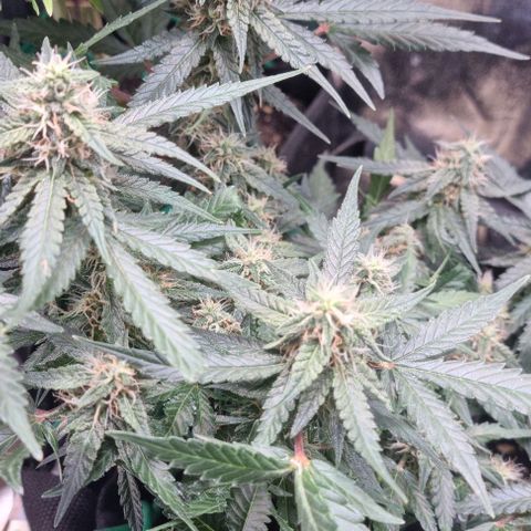 Titan growlog timeline photo