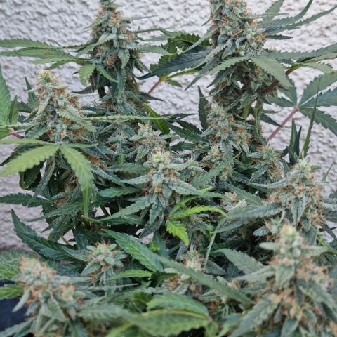 Titan growlog timeline photo