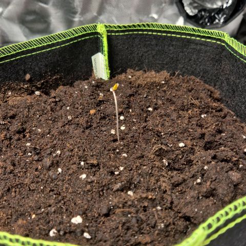 Critical growlog timeline photo