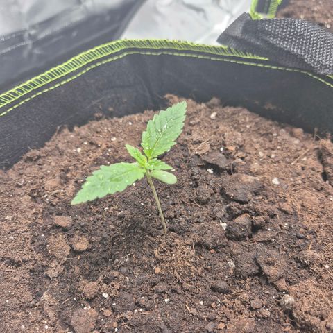 Critical growlog timeline photo