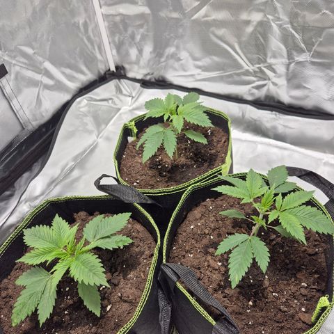 Critical growlog timeline photo