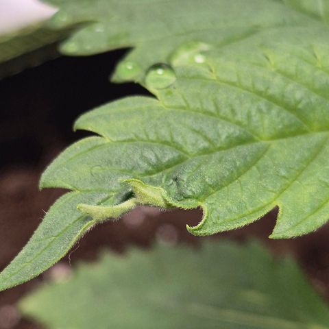 Critical growlog timeline photo