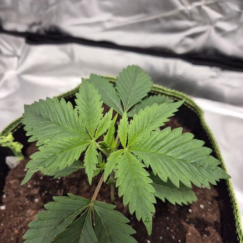 Critical growlog timeline photo
