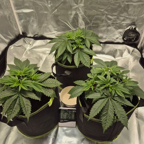 Critical growlog timeline photo