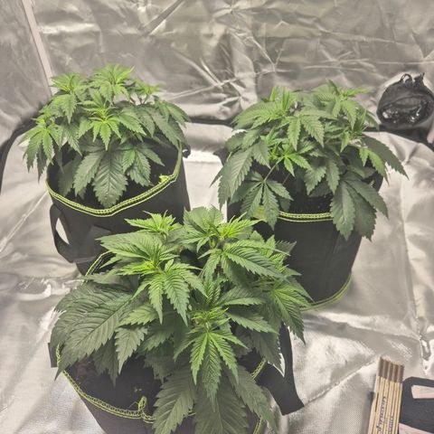 Critical growlog photo: Fächerblätter bisschen unter die kleineren Blätter gesteckt. 

Werde vermutlich umtopfen auf 20/30Liter

Weiter toppen? 
