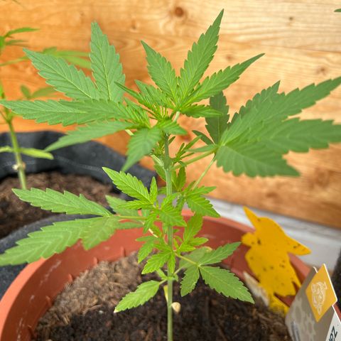 Lava Cake growlog timeline photo