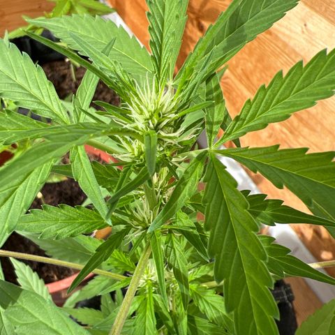 Wedding Cake growlog photo: Blüte