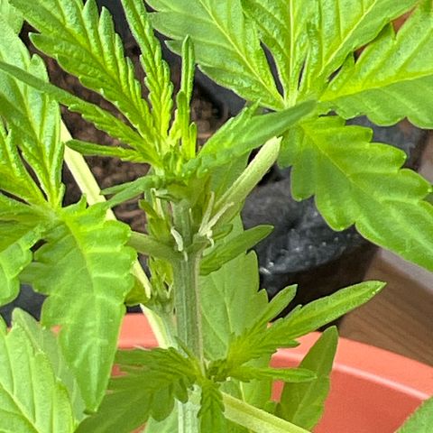 Lava Cake growlog photo: Vor Blüte 