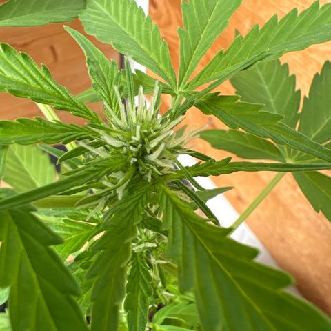 Lemon Wonder growlog photo: Blüte 
