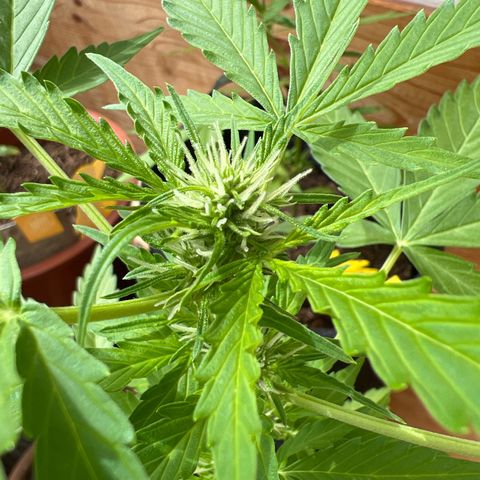 Wedding Cake growlog photo: Headbud