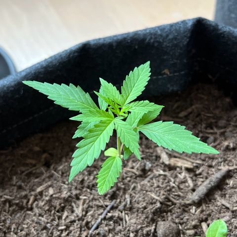 Wedding Cake growlog timeline photo