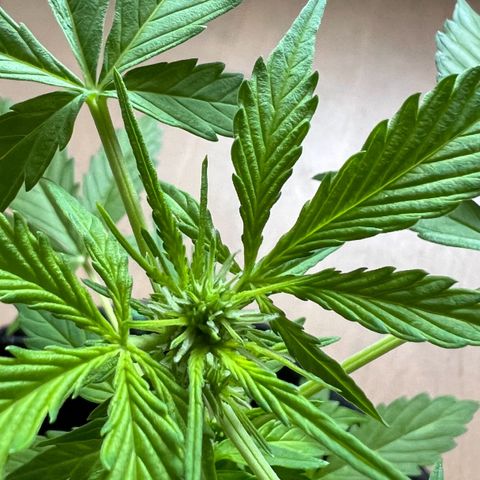 Lemon Wonder growlog timeline photo